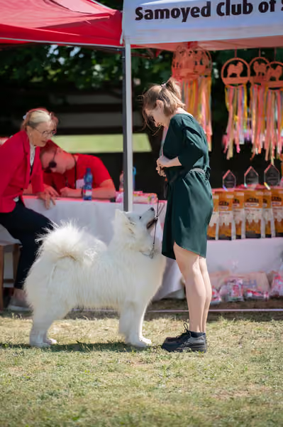 Samojed klub SK – Open
