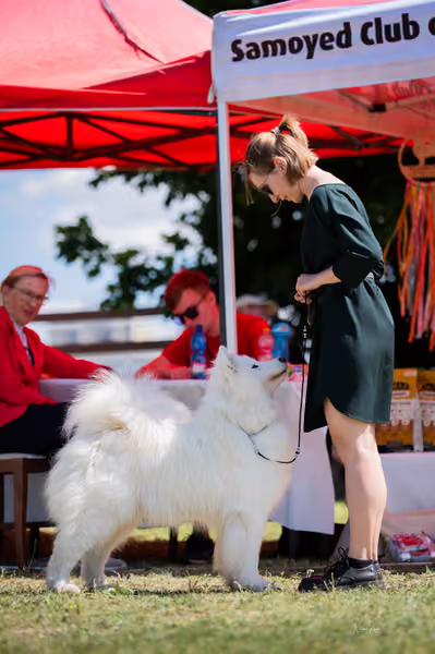 Samojed klub SK – Open