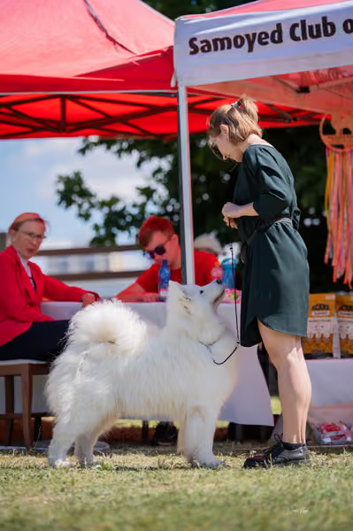Samojed klub SK – Open