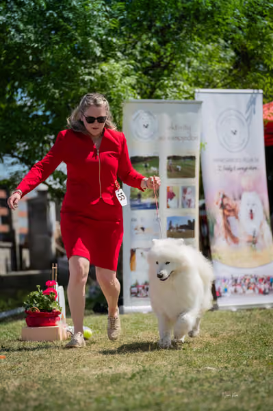 Samojed klub SK – Open