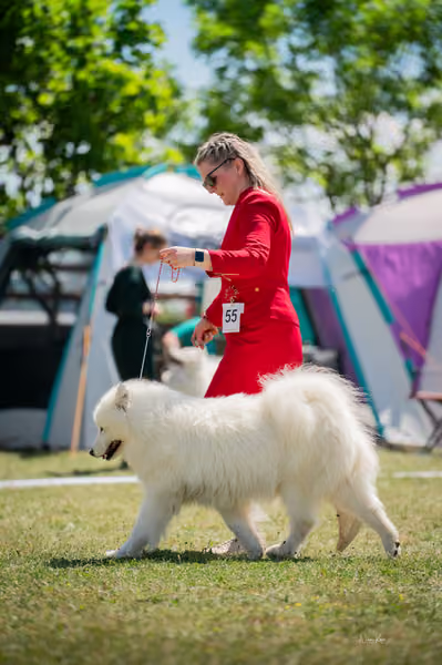 Samojed klub SK – Open