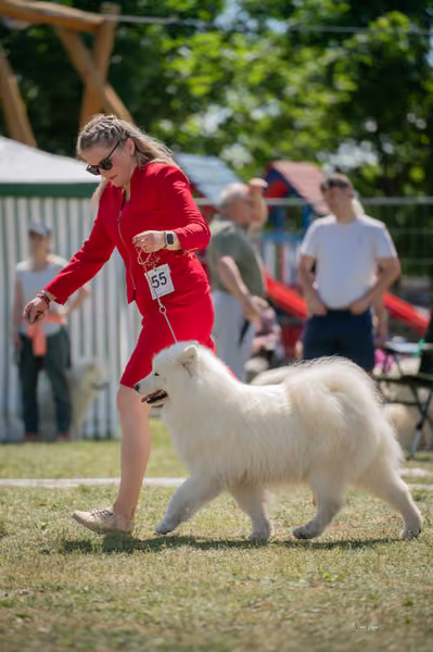 Samojed klub SK – Open