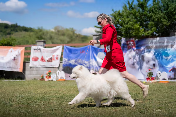 Samojed klub SK – Open