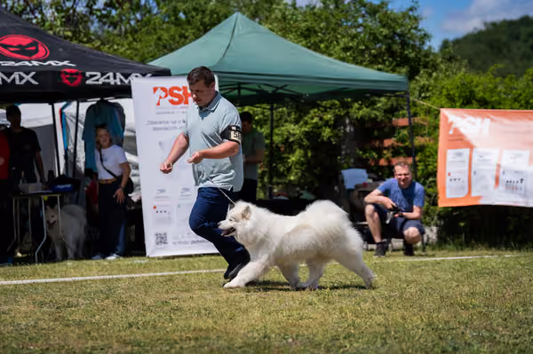 Samojed klub SK – Open