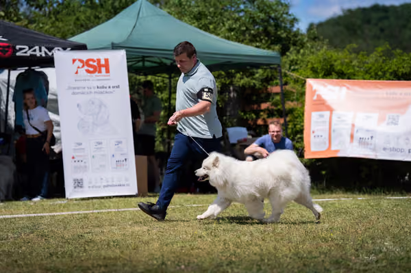 Samojed klub SK – Open