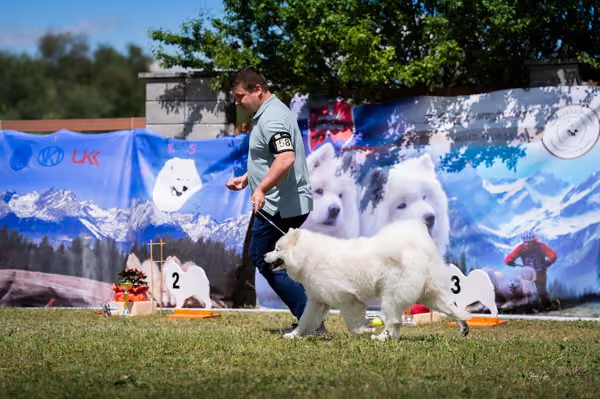 Samojed klub SK – Open