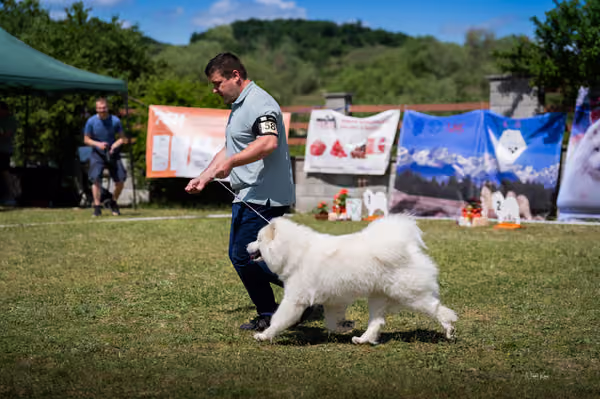 Samojed klub SK – Open