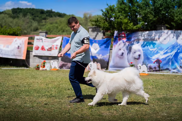 Samojed klub SK – Open