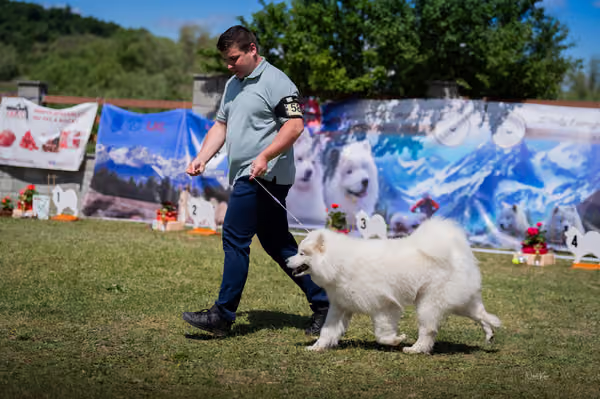 Samojed klub SK – Open