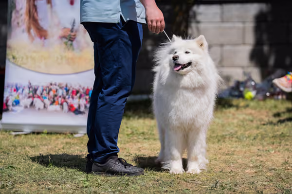 Samojed klub SK – Open
