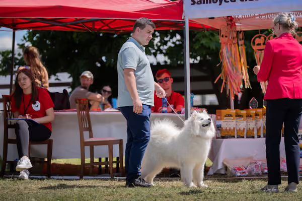 Samojed klub SK – Open