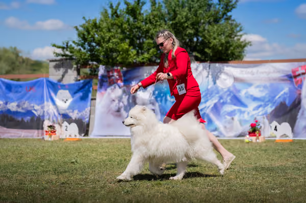 Samojed klub SK – Open