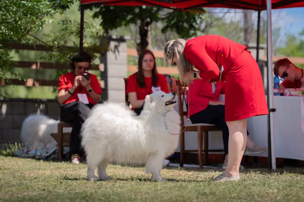 Samojed klub SK – Open