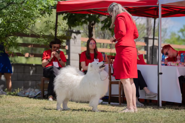 Samojed klub SK – Open