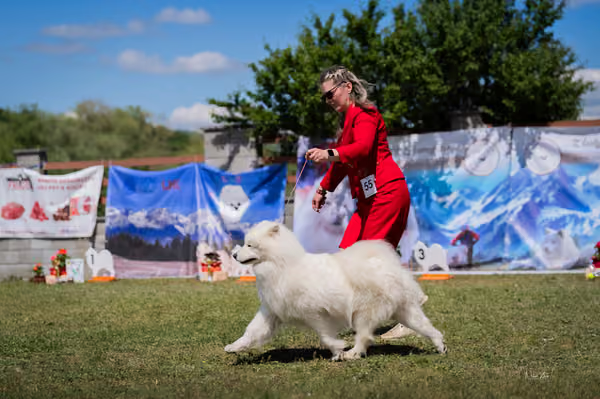 Samojed klub SK – Open