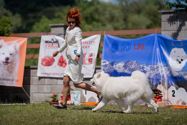Samojed klub SK – Open