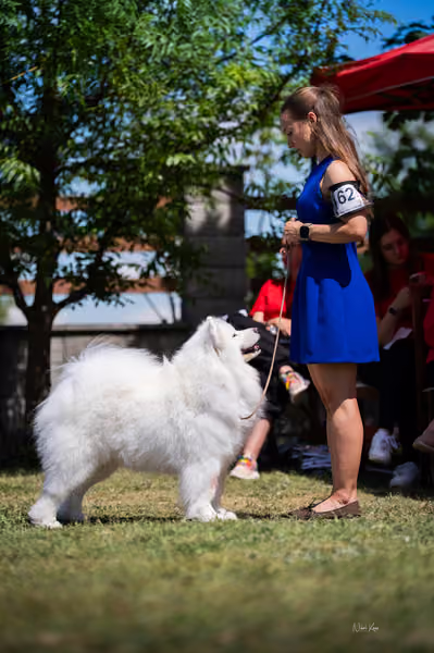 Samojed klub SK – Open