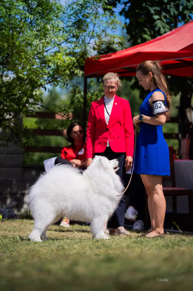 Samojed klub SK – Open