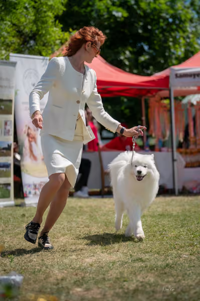 Samojed klub SK – Open