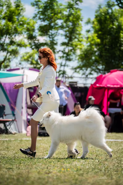 Samojed klub SK – Open