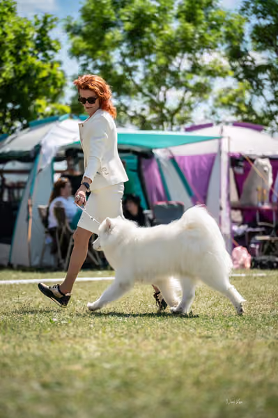 Samojed klub SK – Open