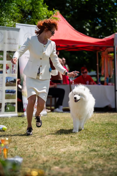 Samojed klub SK – Open