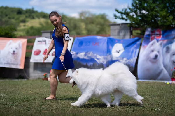 Samojed klub SK – Open