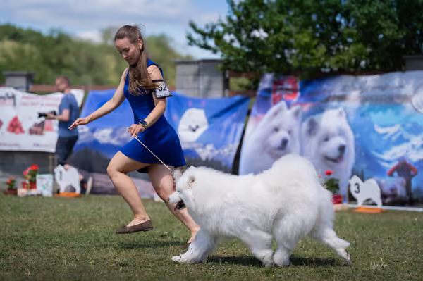 Samojed klub SK – Open