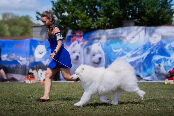 Samojed klub SK – Open