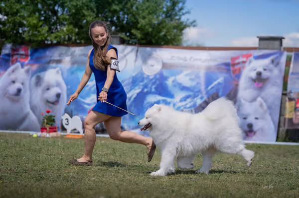 Samojed klub SK – Open
