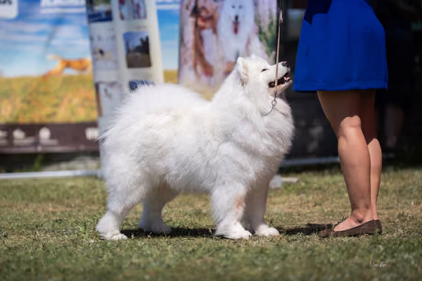 Samojed klub SK – Open