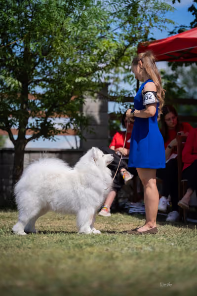 Samojed klub SK – Open