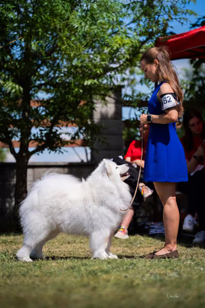 Samojed klub SK – Open