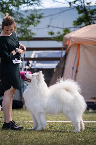 Samojed klub SK – Open