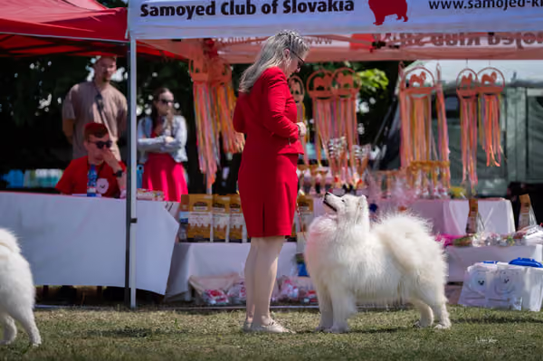Samojed klub SK – Open