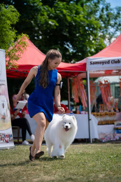 Samojed klub SK – Open