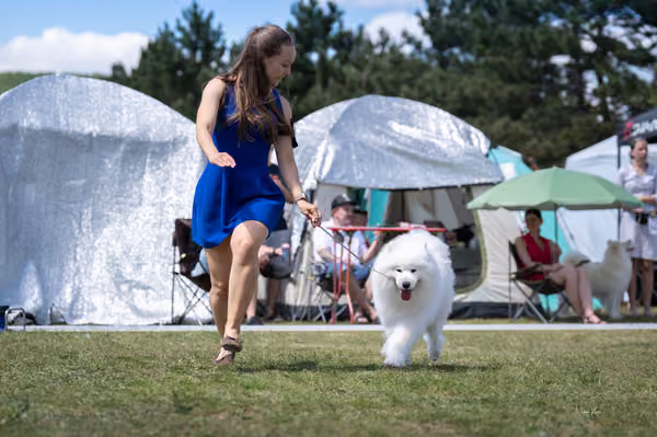 Samojed klub SK – Open