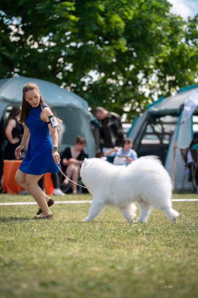 Samojed klub SK – Open