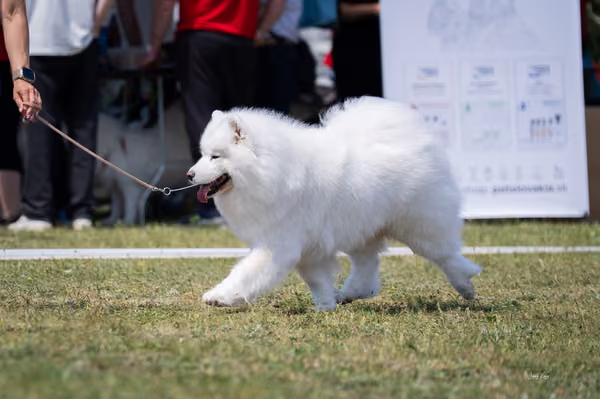 Samojed klub SK – Open
