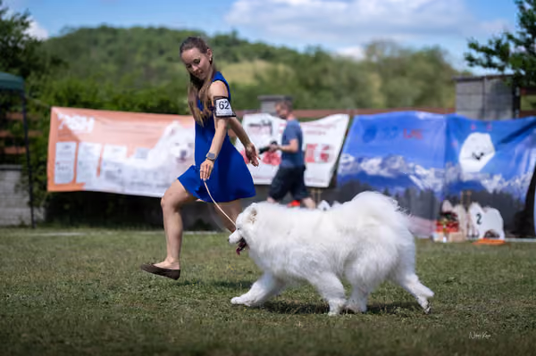 Samojed klub SK – Open