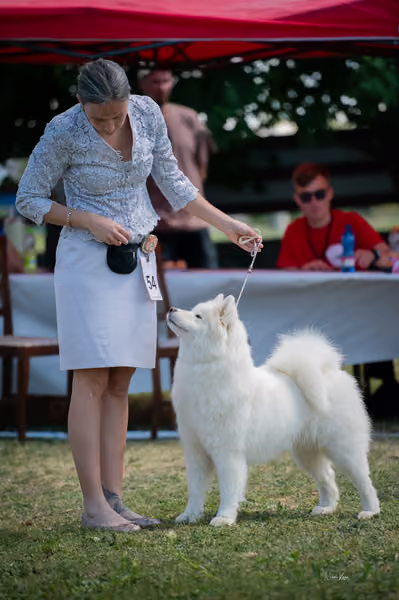 Samojed klub SK – Open