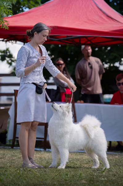 Samojed klub SK – Open