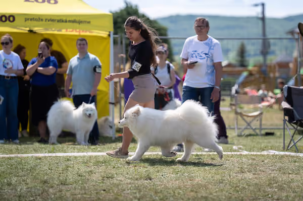 Samojed klub SK – Open
