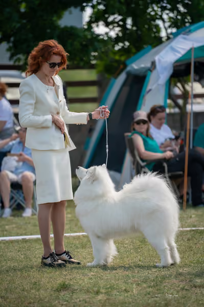 Samojed klub SK – Open