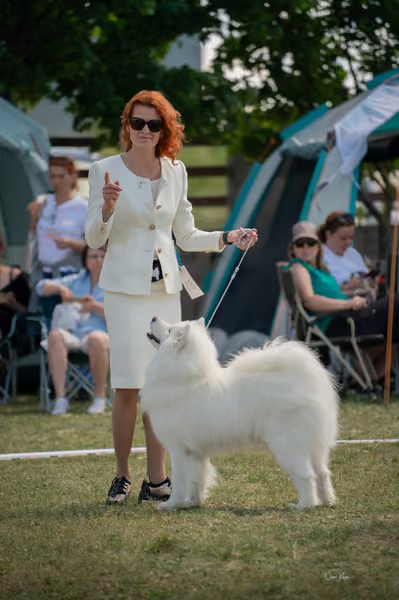 Samojed klub SK – Open
