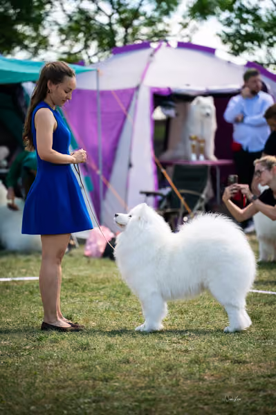 Samojed klub SK – Open