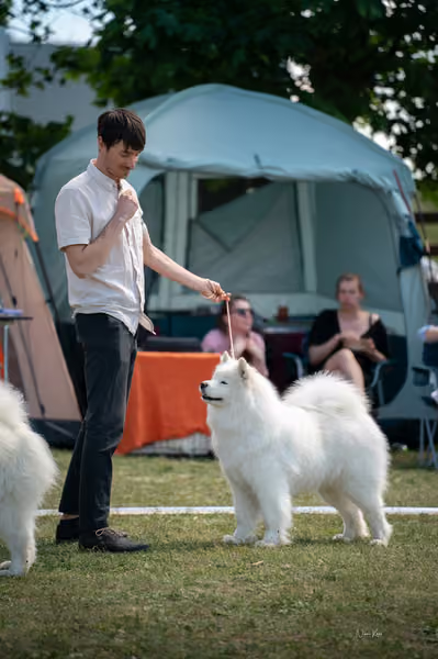 Samojed klub SK – Open