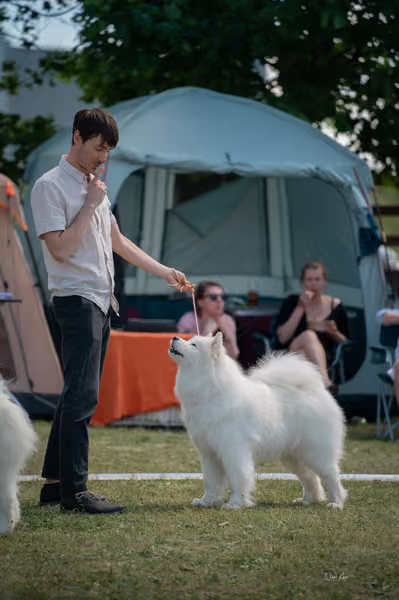 Samojed klub SK – Open