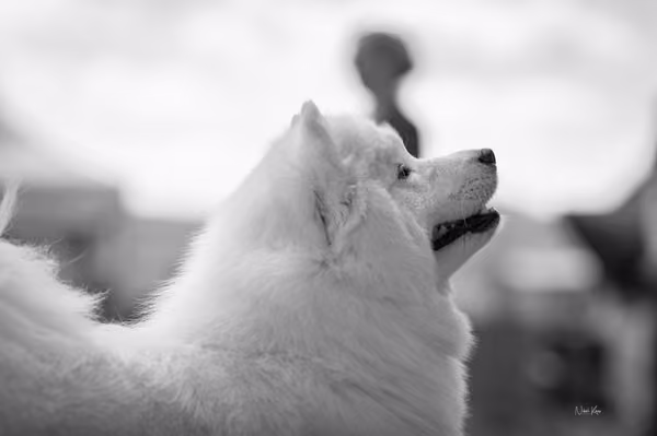Samojed klub SK – Open
