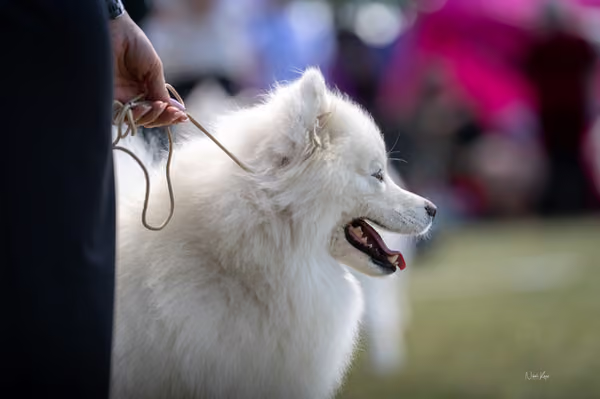 Samojed klub SK – Open
